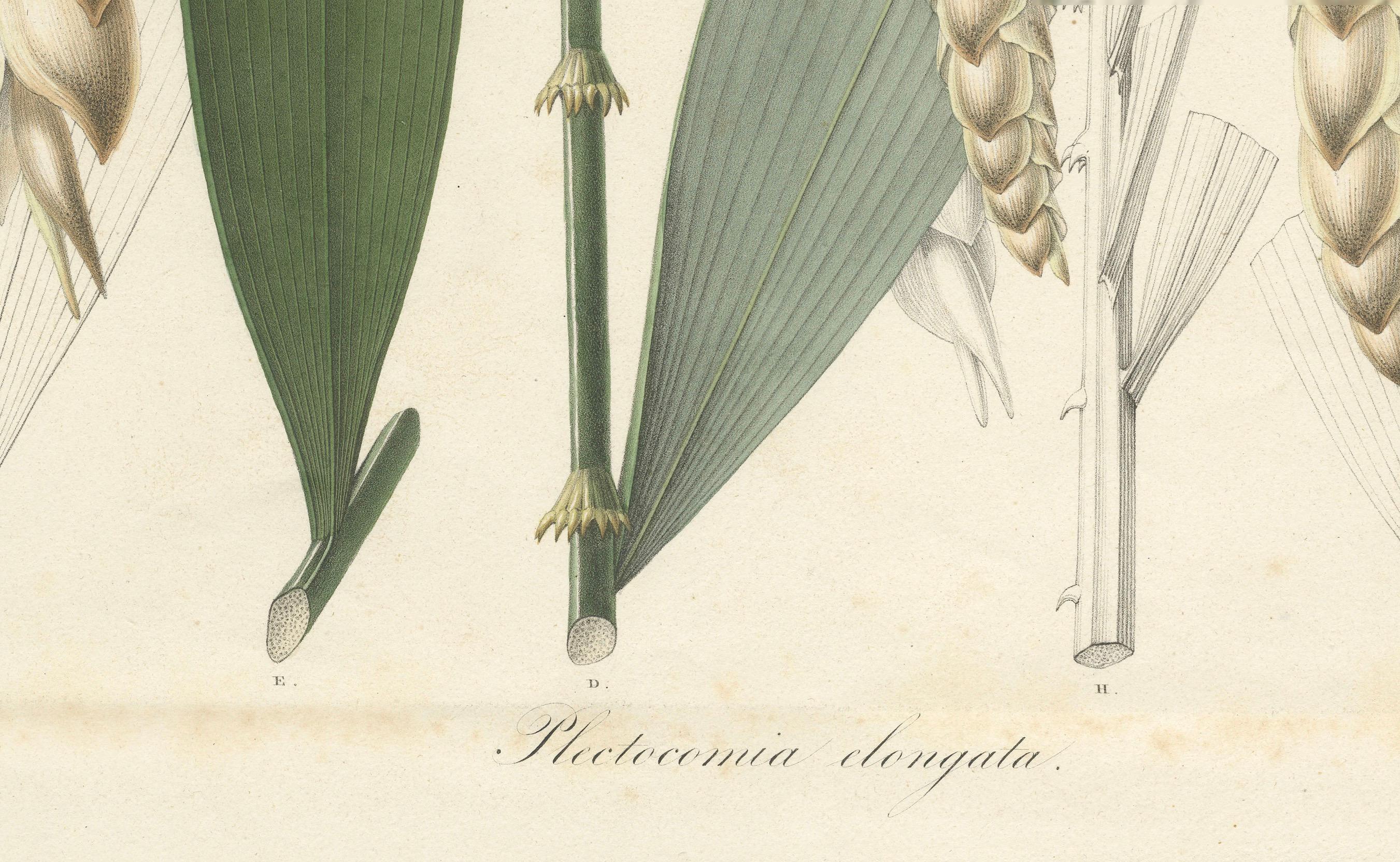 Große antike botanische Originalillustration der Plectocomia Elongata, um 1860 im Zustand „Gut“ im Angebot in Langweer, NL