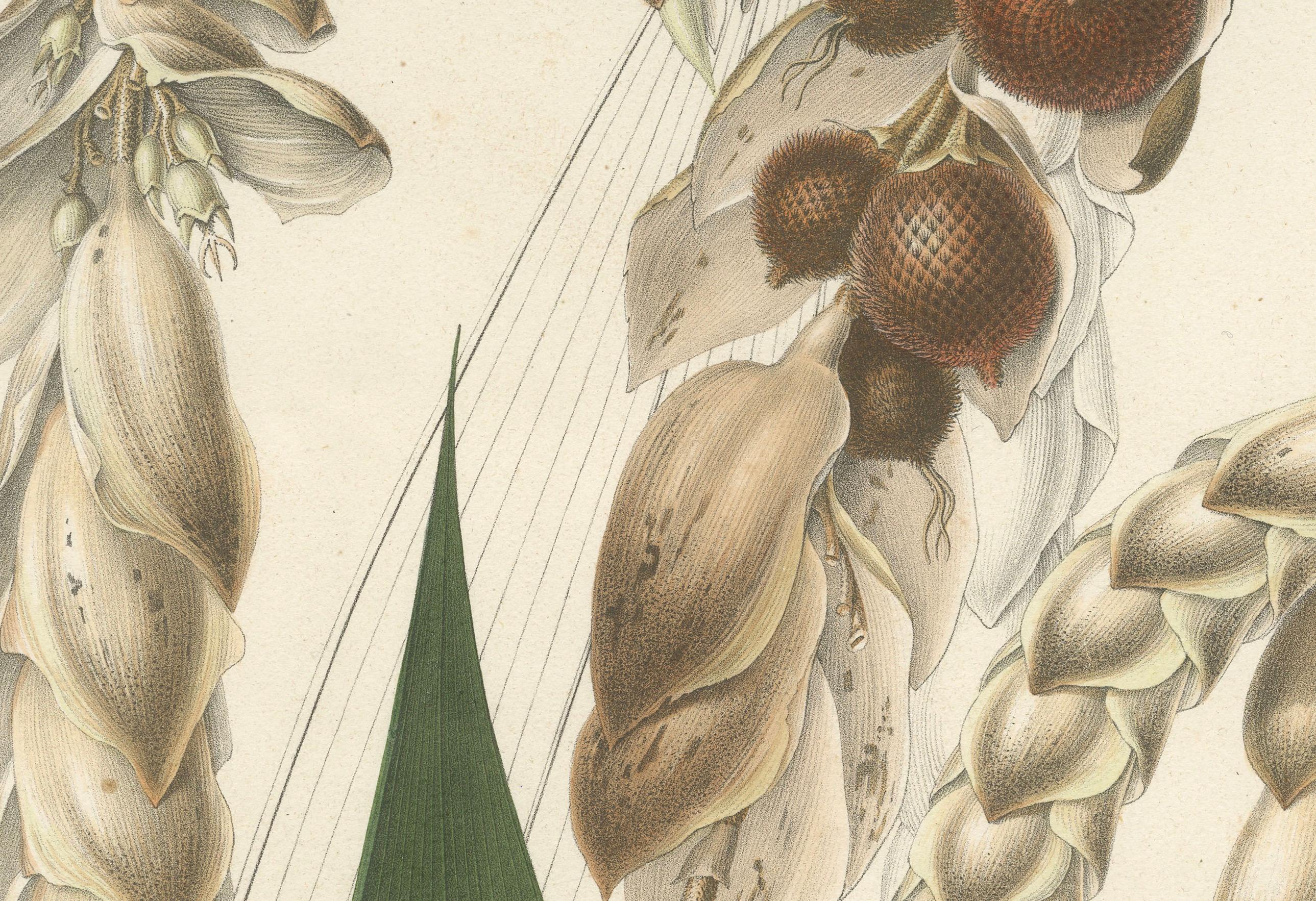 Große antike botanische Originalillustration der Plectocomia Elongata, um 1860 (Papier) im Angebot