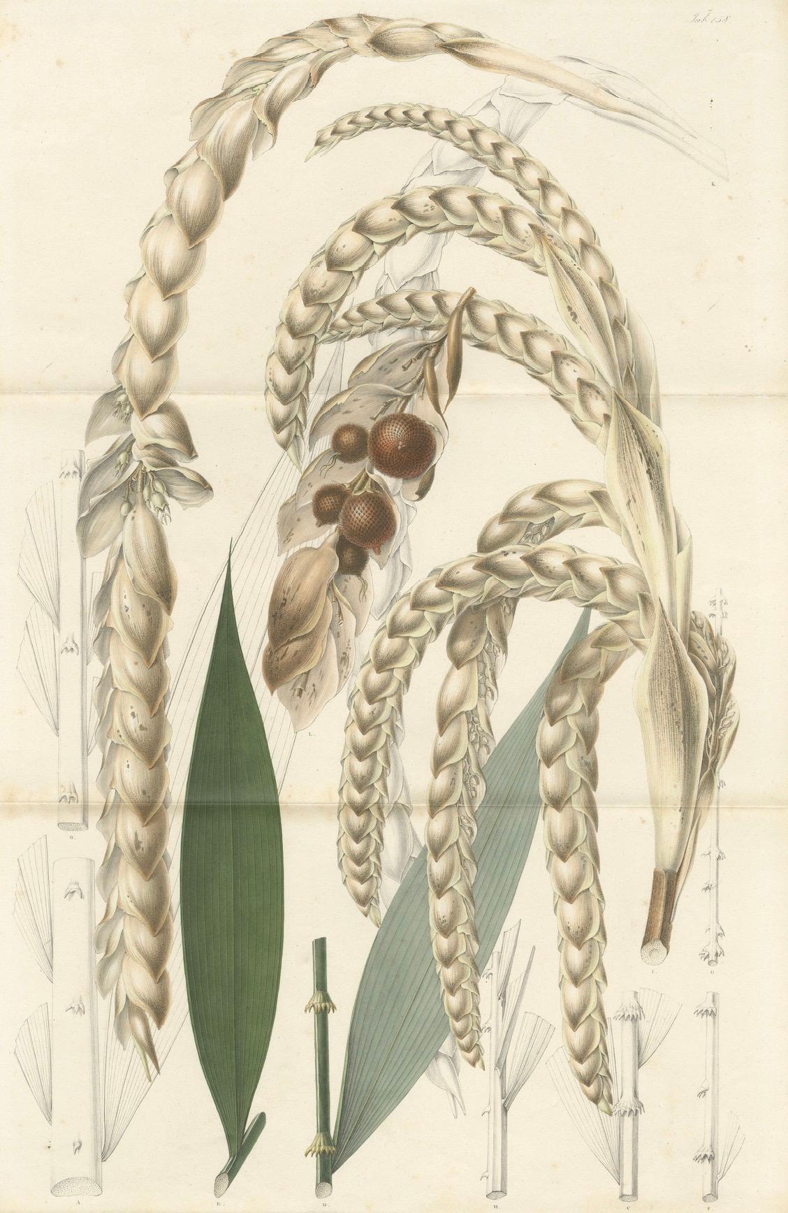 Große antike botanische Originalillustration der Plectocomia Elongata, um 1860 im Angebot 1
