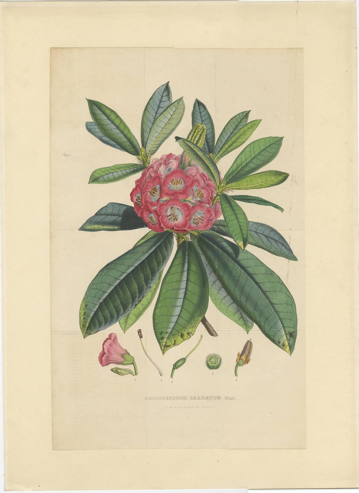 Large Original Antique Flower Lithograph of the Rhododendron Barbatum, 1849