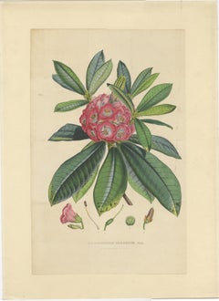 Large Original Antique Flower Lithograph of the Rhododendron Barbatum, 1849