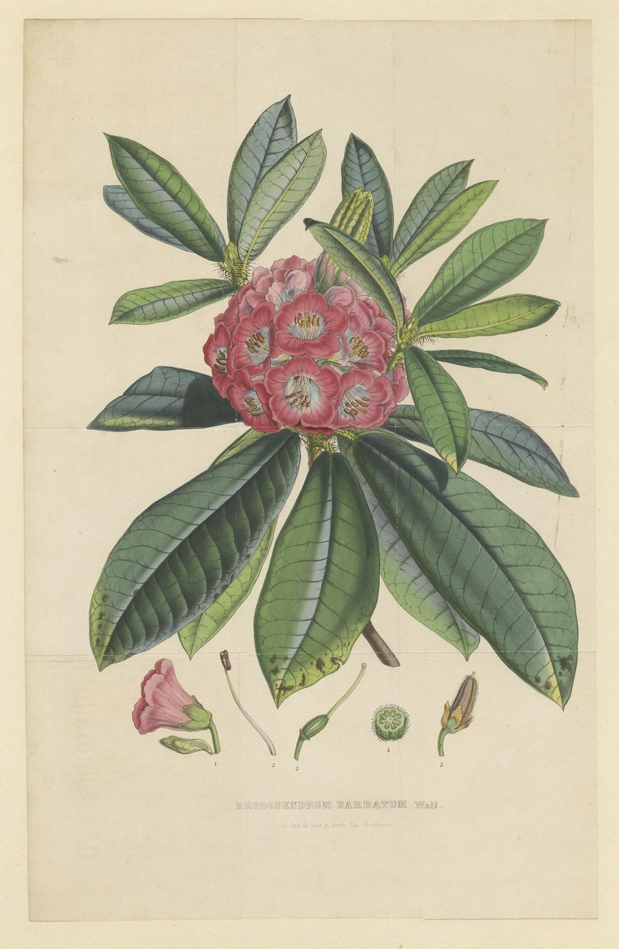 Grande litografia originale antica di fiori del rododendro Barbatum, 1849 In condizioni discrete in vendita a Langweer, NL