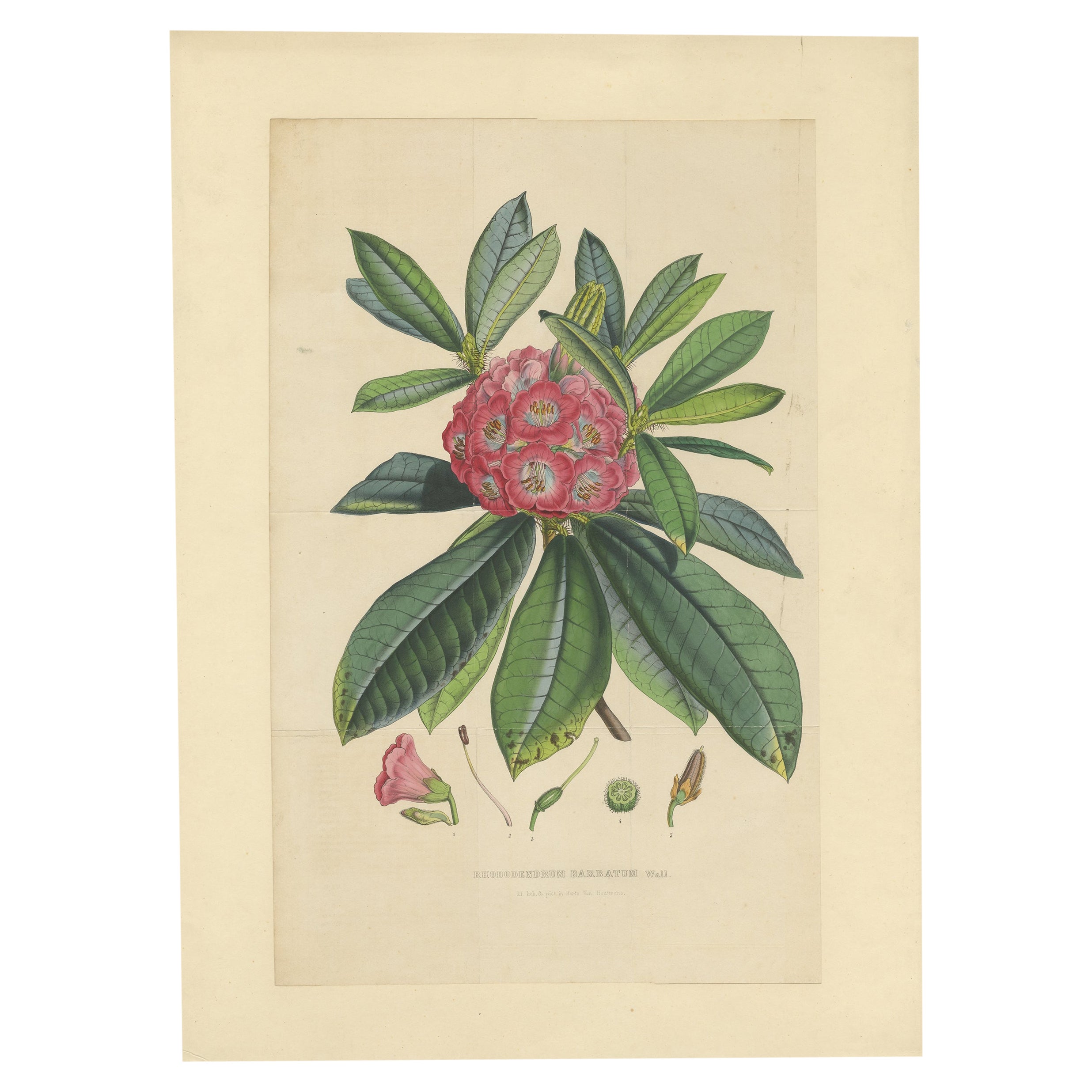 Große originale antike Blumenlithographie des Rhododendron- Barbatums, 1849 im Angebot