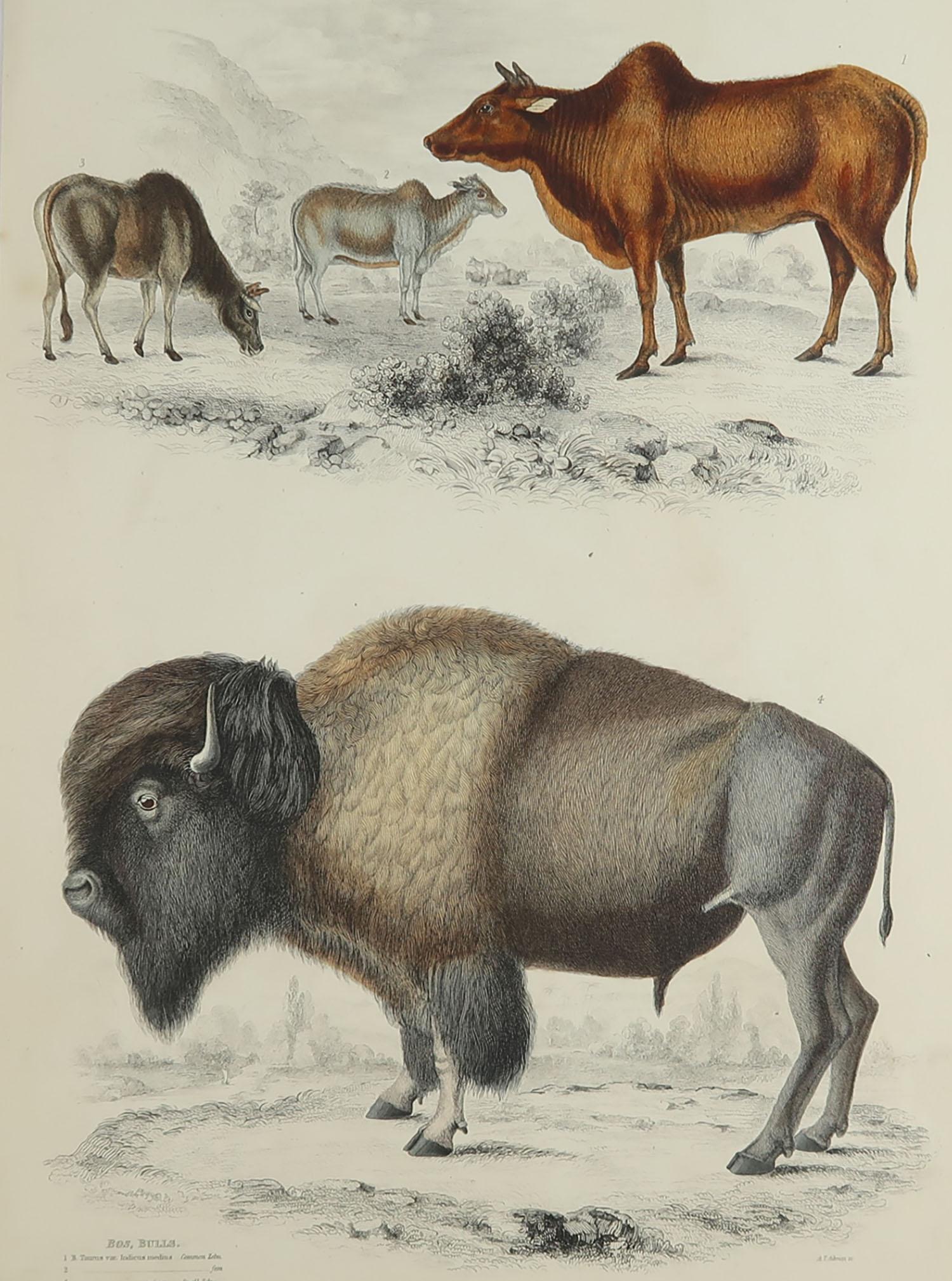 Great image of an American bison etc.

Unframed. It gives you the option of perhaps making a set up using your own choice of frames.

Lithograph after Cpt. Brown with original hand color.

Published circa 1835

Free shipping.




 
