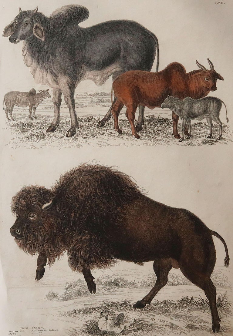 Large Original Antique Natural History Print, American Bison, circa ...