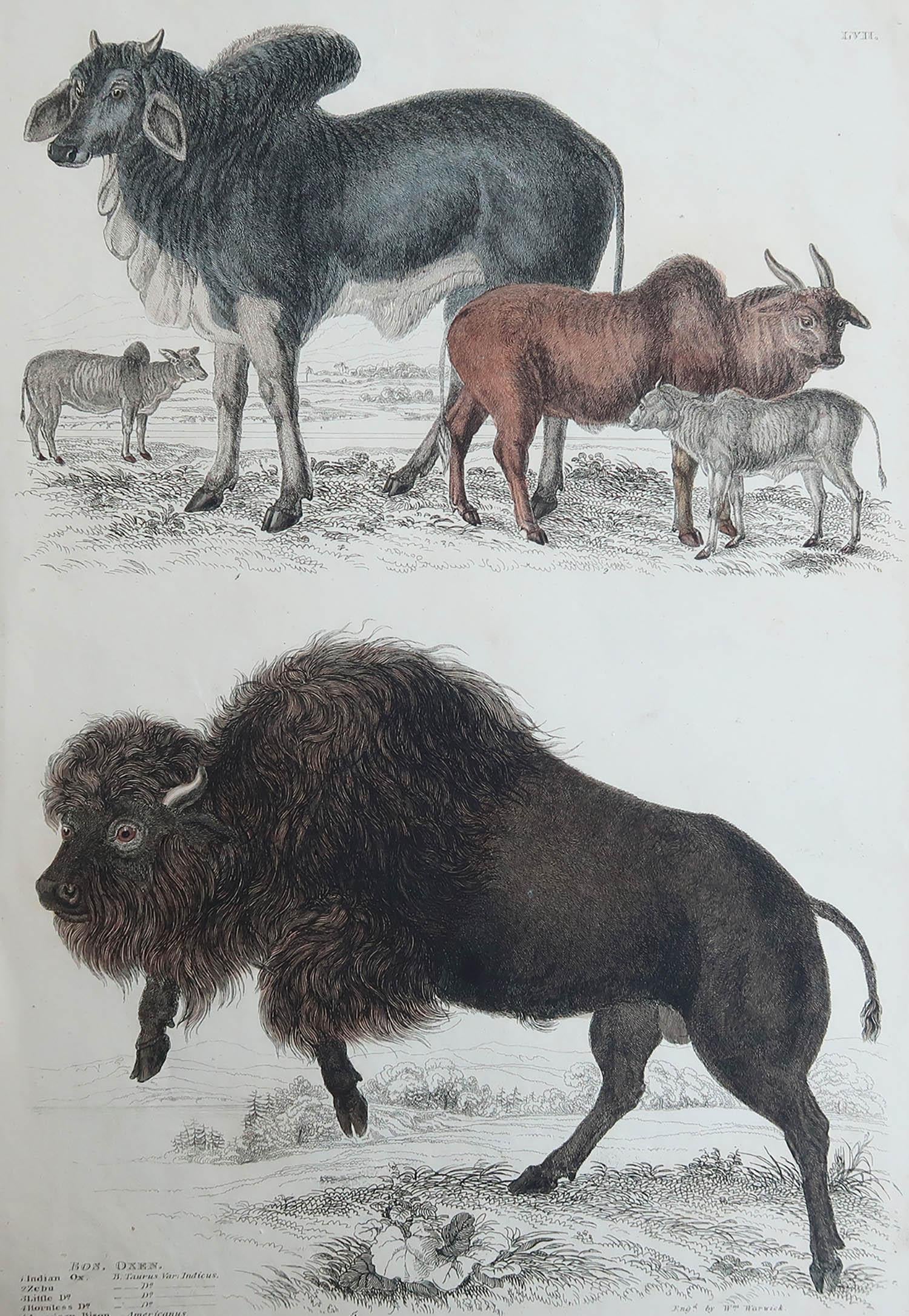 Great image of an American bison and Indian ox.

Unframed. It gives you the option of perhaps making a set up using your own choice of frames.

Lithograph after Cpt. Brown and Marechal with original hand color.

Published circa 1835

Free