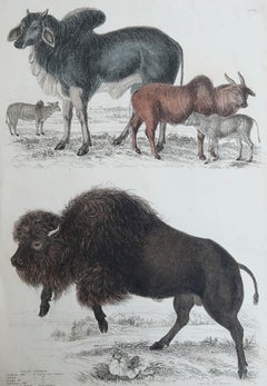 Large Original Antique Natural History Print, American Bison, circa 1835