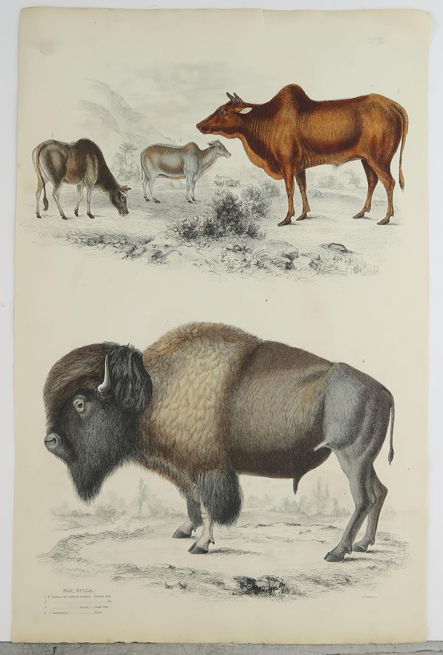 Folk Art Large Original Antique Natural History Print, American Bison, circa 1835