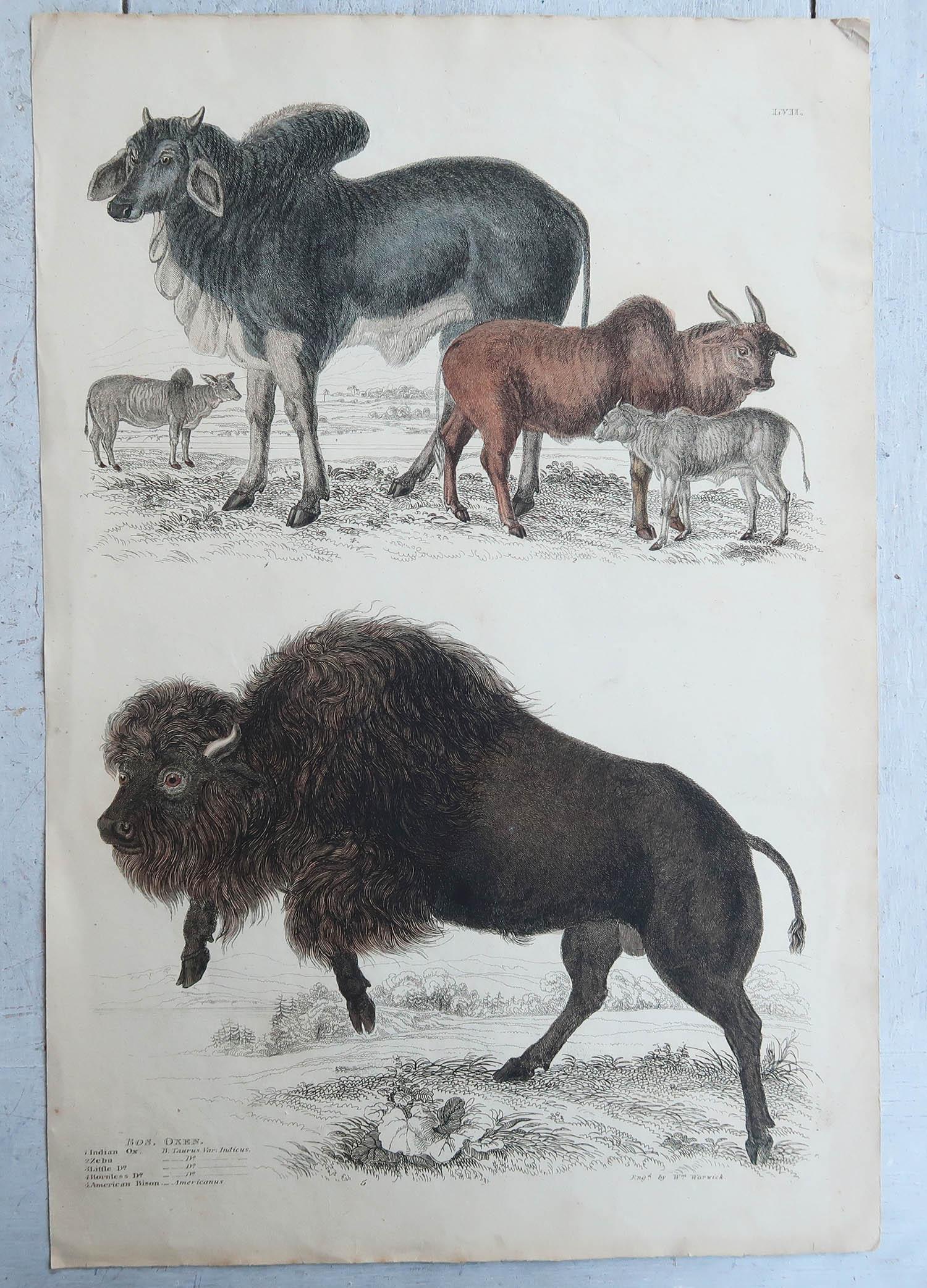 history of american bison