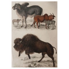 Large Original Antique Natural History Print, American Bison, circa 1835