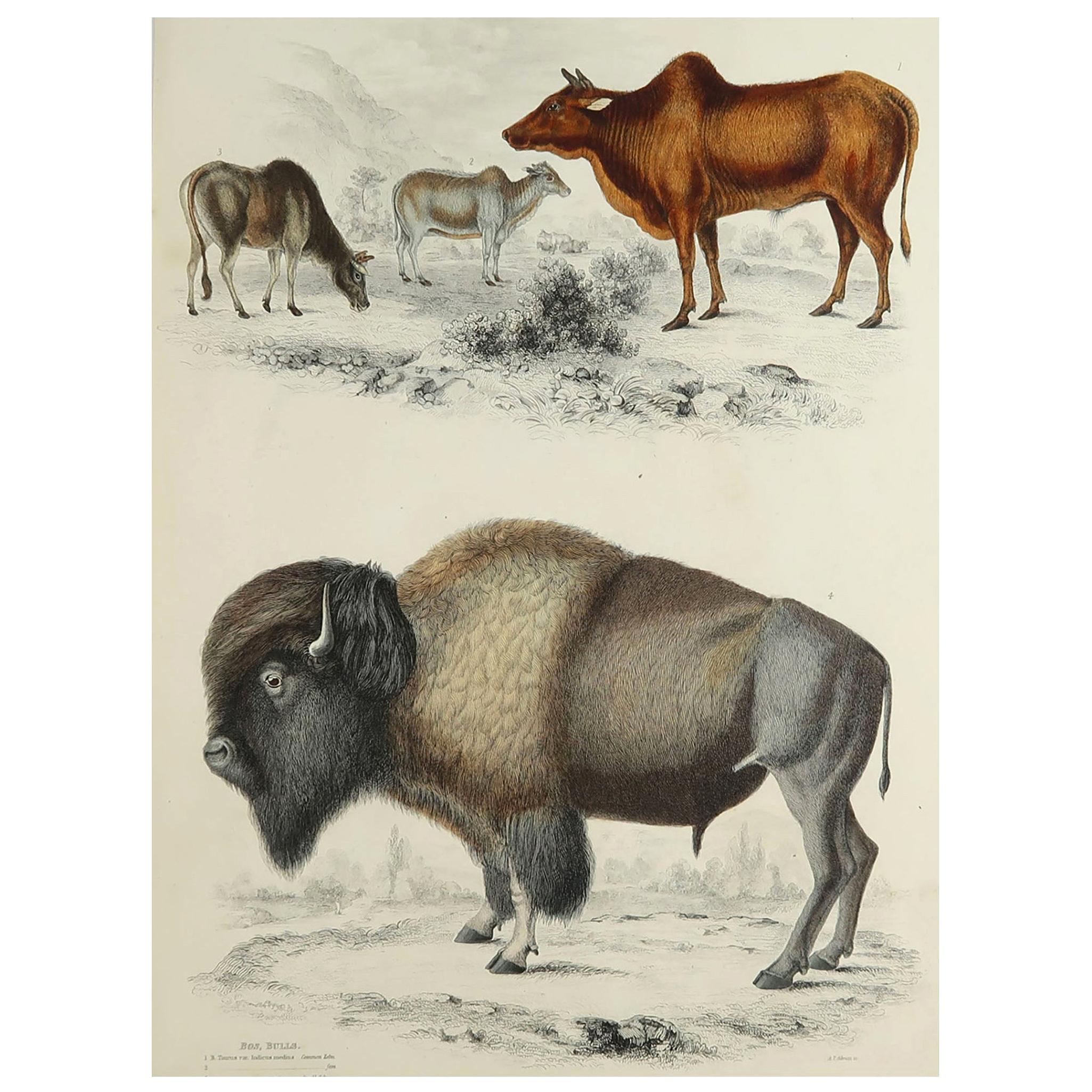 Large Original Antique Natural History Print, American Bison, circa 1835