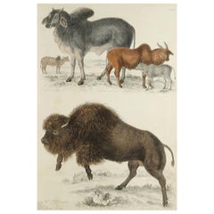 Large Original Antique Natural History Print, American Bison, circa 1835