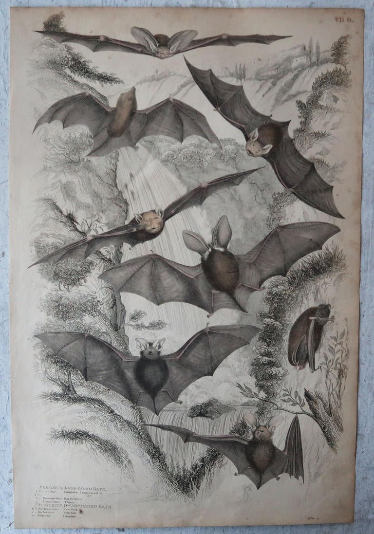 Large Original Antique Natural History Print, Bats, circa 1835 For Sale
