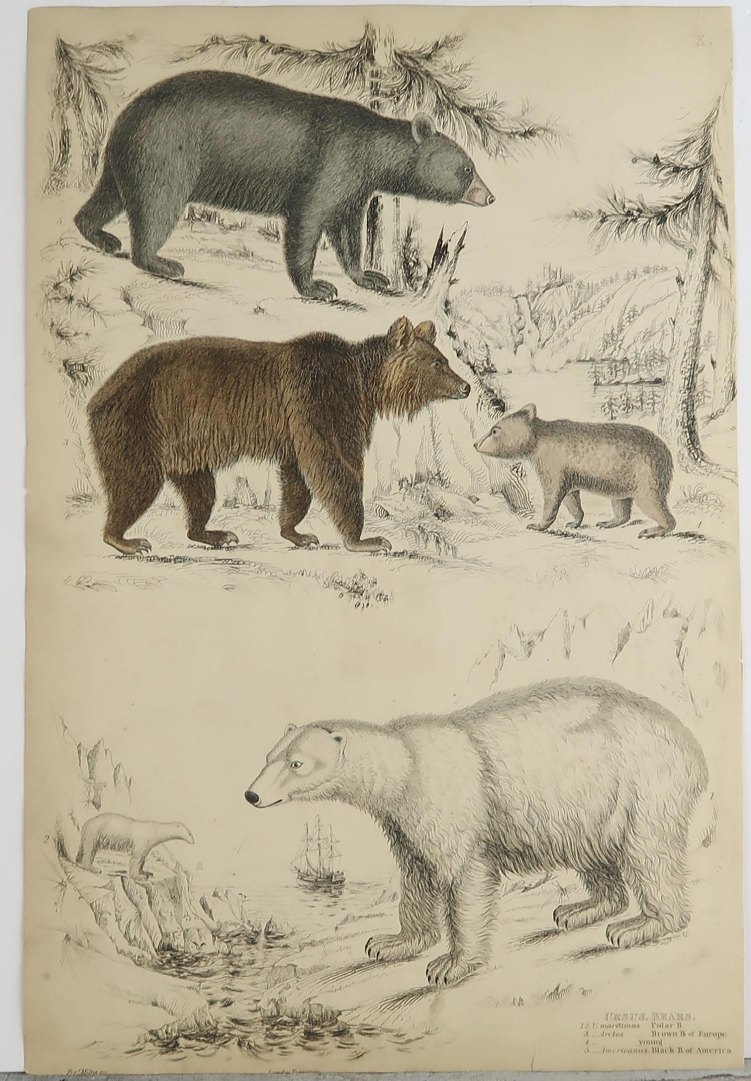 Folk Art Large Original Antique Natural History Print, Bears, circa 1835