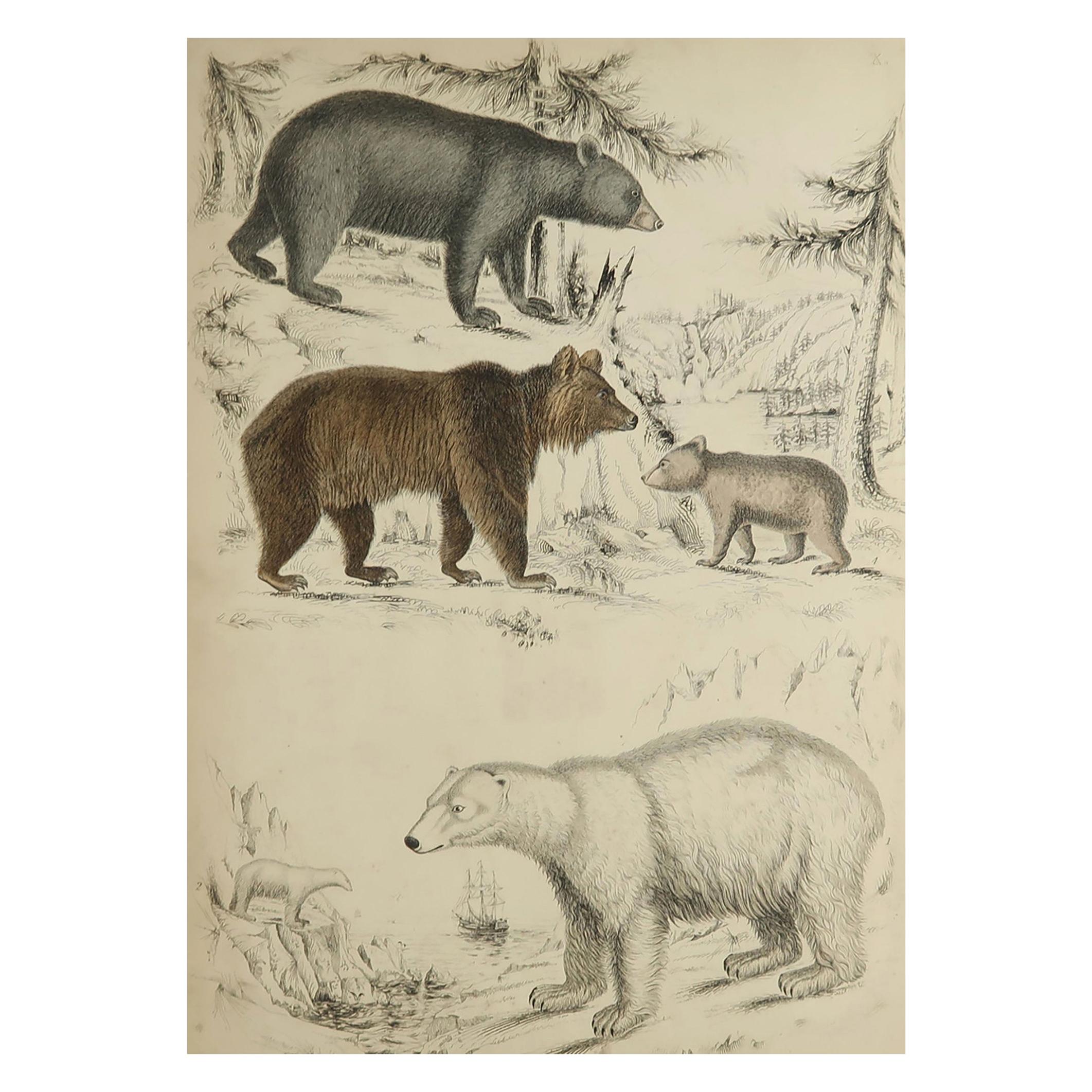 Large Original Antique Natural History Print, Bears, circa 1835