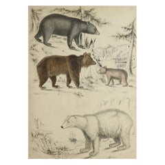 Large Original Antique Natural History Print, Bears, circa 1835