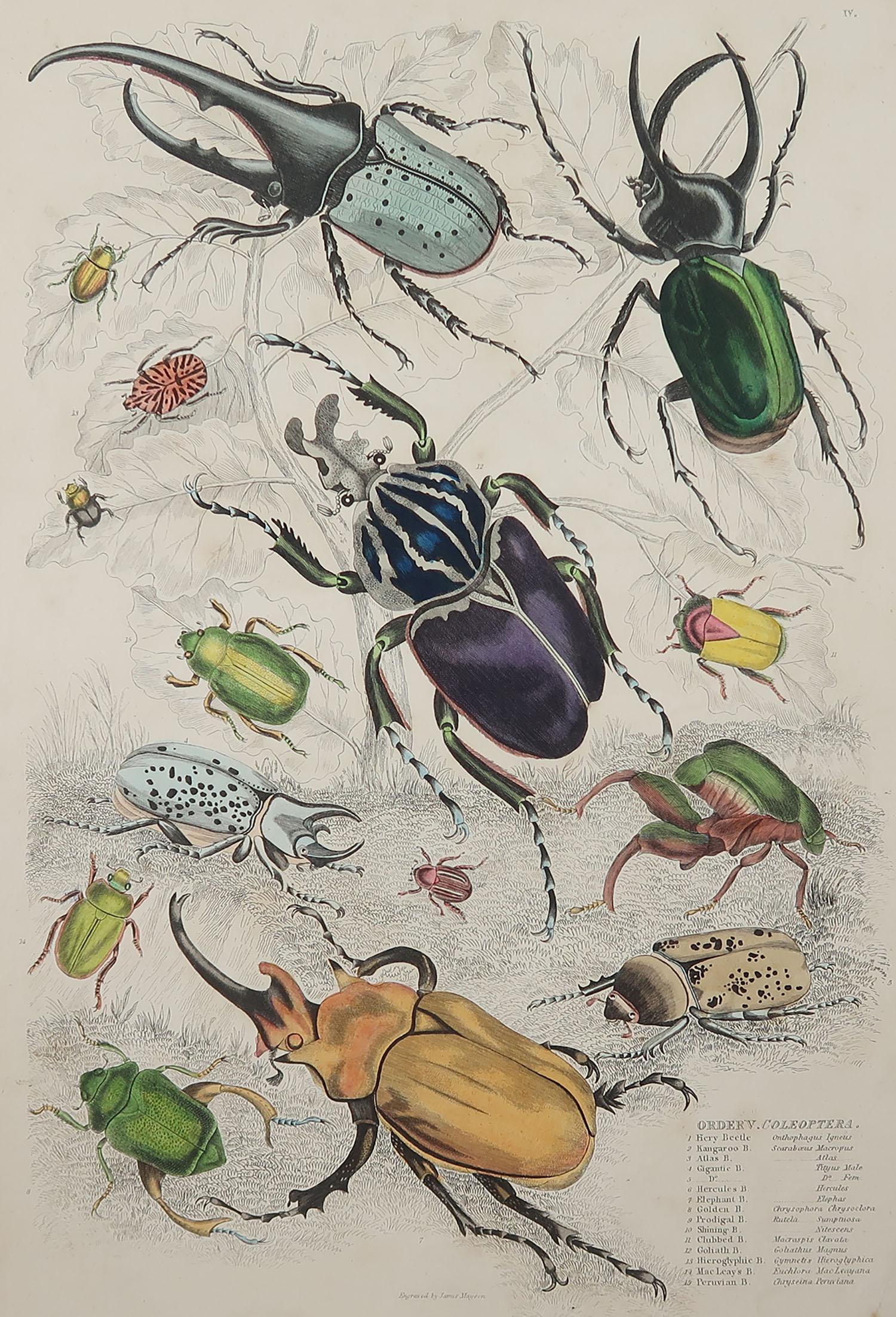 Great image of bugs or beetles

Unframed. It gives you the option of perhaps making a set up using your own choice of frames.

Lithograph after Cpt. brown with original hand color.

Published, circa 1835

Free shipping.




 