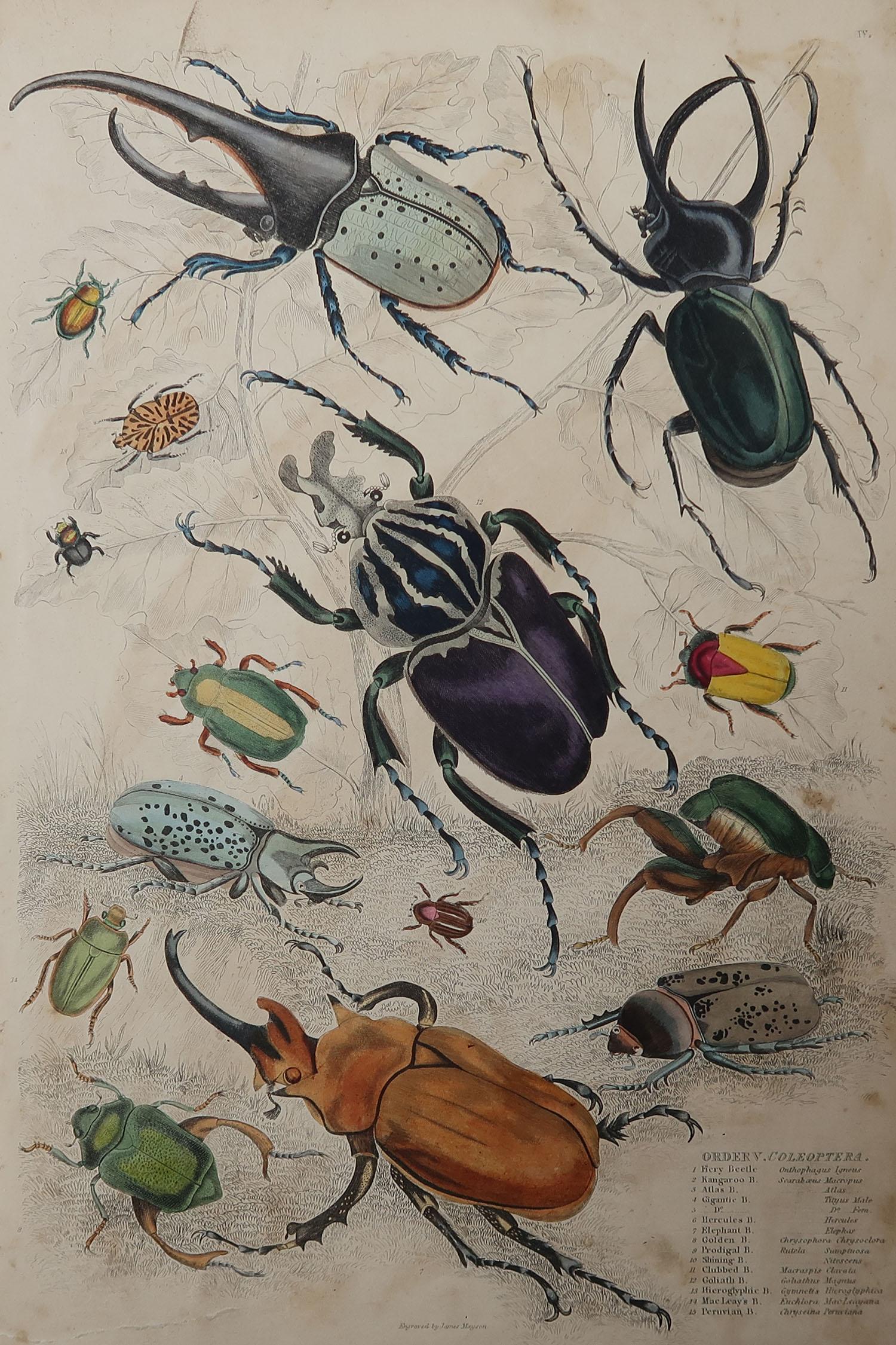 Great image of bugs or beetles

Unframed. It gives you the option of perhaps making a set up using your own choice of frames.

Lithograph after Cpt. brown with original hand color.

Published, circa 1835

Repair to a 2 inch tear at bottom of