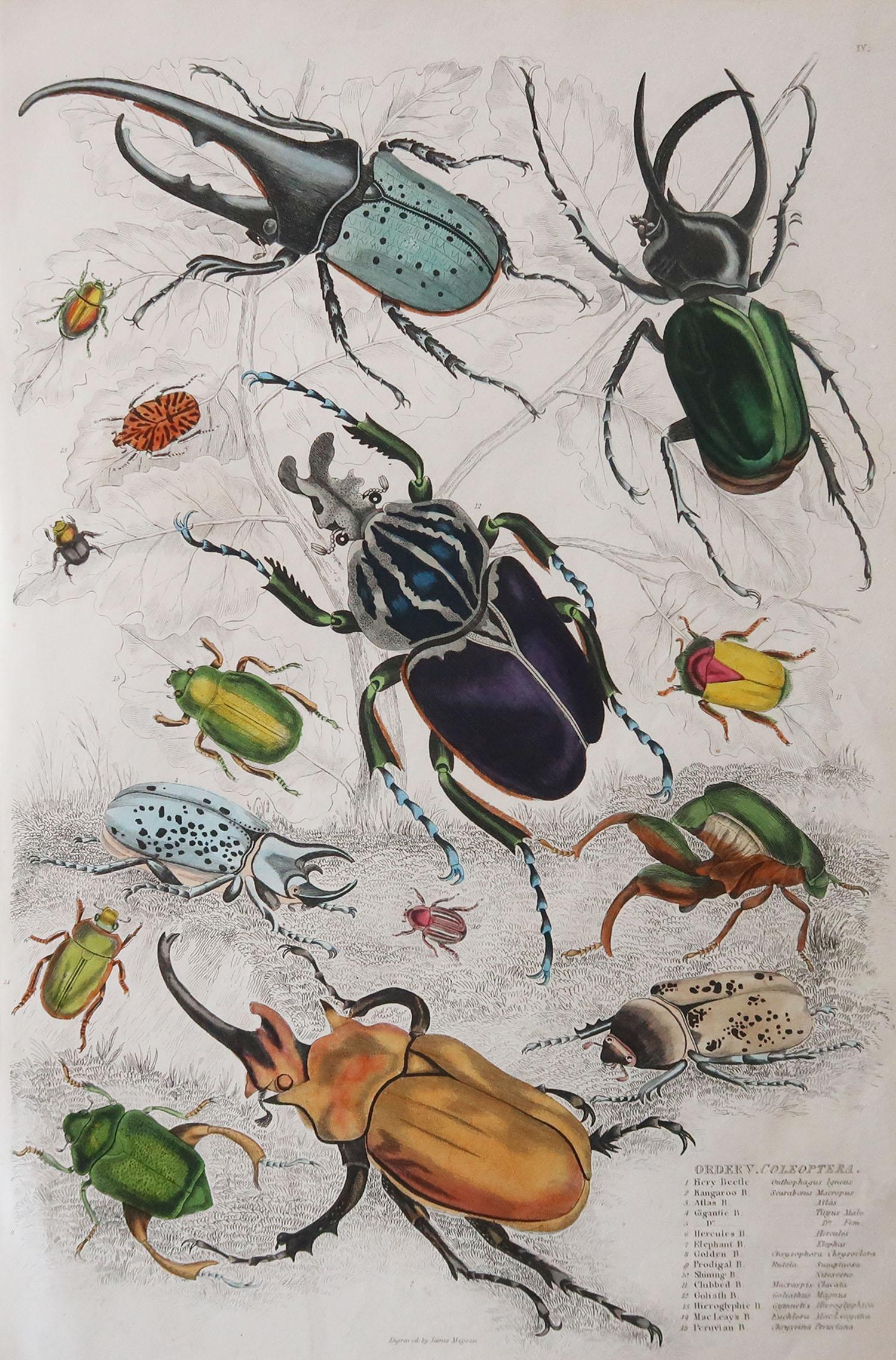 Great image of bugs or beetles.

Unframed. It gives you the option of perhaps making a set up using your own choice of frames.

Lithograph after Cpt. brown with original hand color.

Published, circa 1835

Free shipping.




