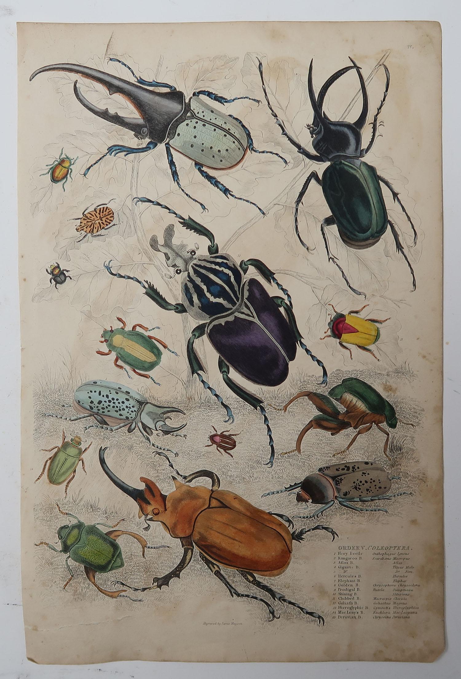 Folk Art Large Original Antique Natural History Print, Bugs / Beetles, circa 1835