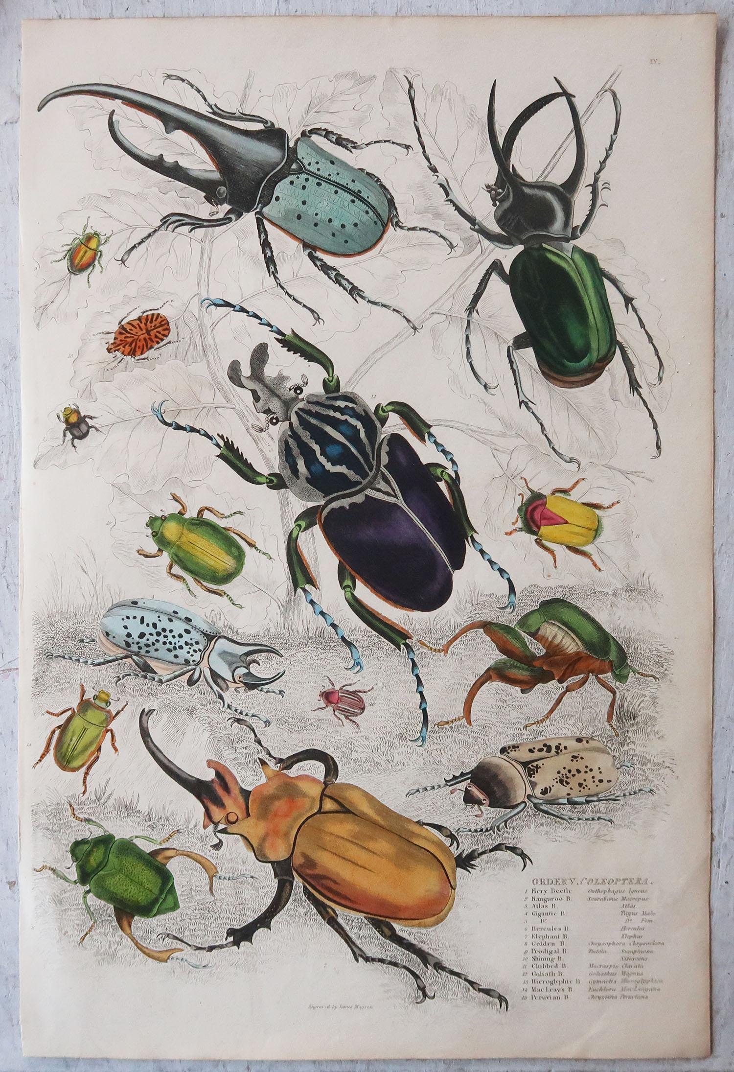 Folk Art Large Original Antique Natural History Print, Bugs / Beetles, circa 1835