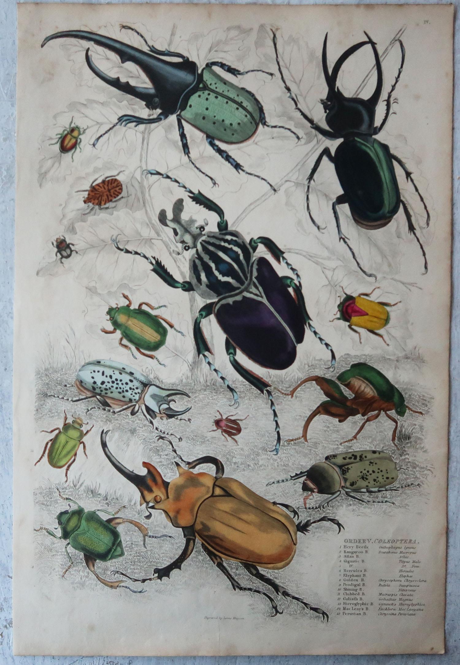 choice beetles