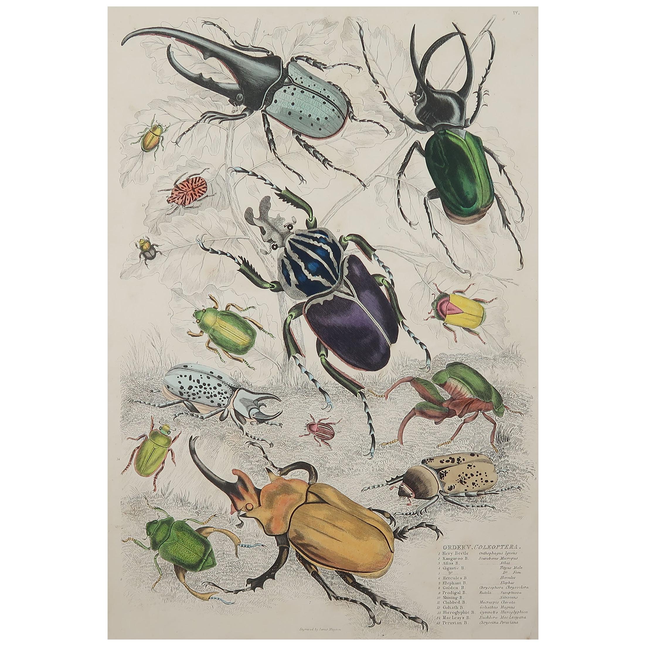 Large Original Antique Natural History Print, Bugs / Beetles, circa 1835