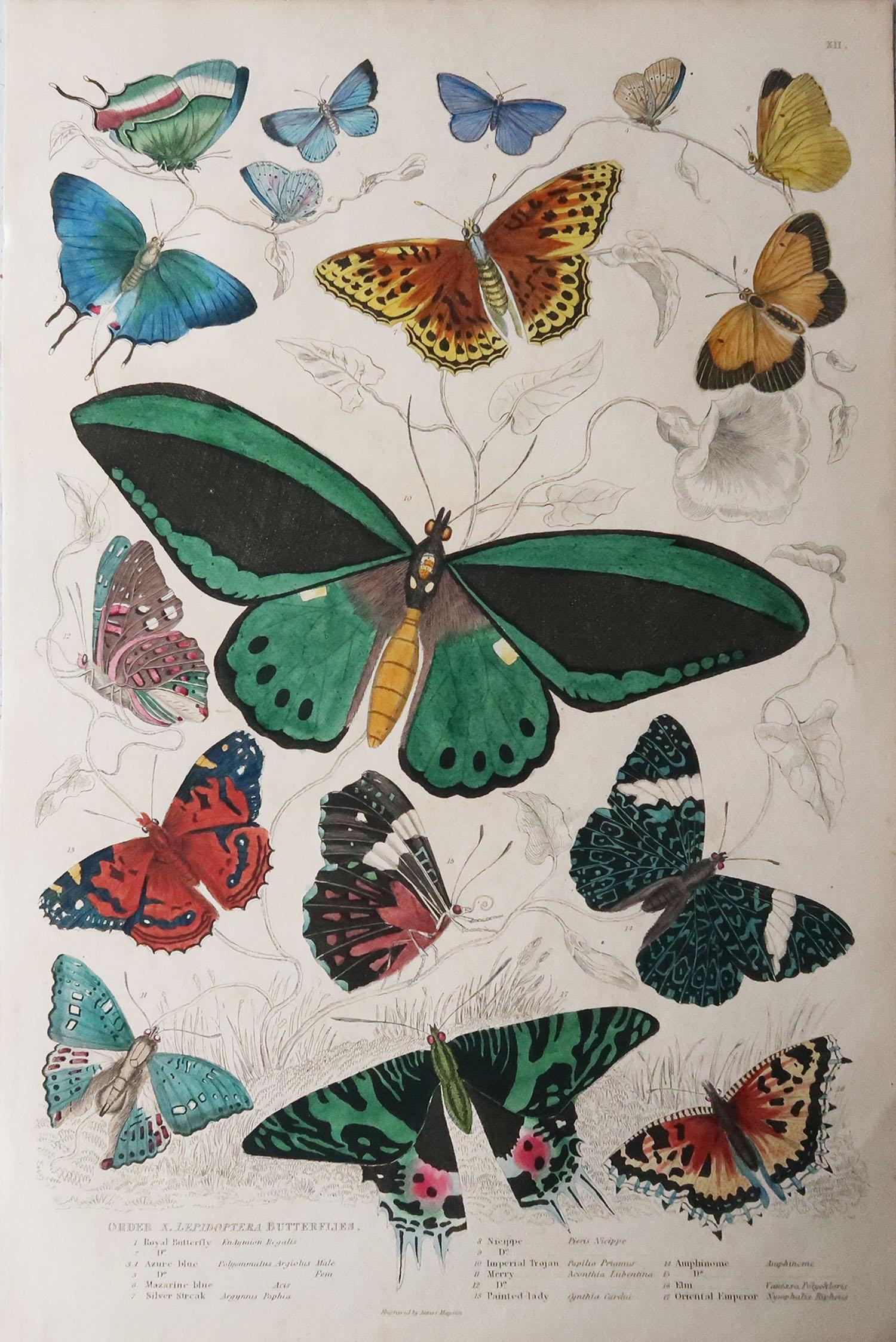 Great image of butterflies

Unframed. It gives you the option of perhaps making a set up using your own choice of frames.

Lithograph after Cpt. Brown, Gilpin and Edwards with original hand color.

Published circa 1835

Free