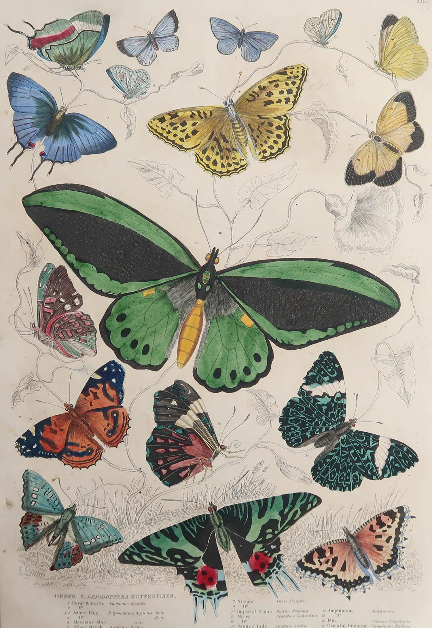 Great image of butterflies

Unframed. It gives you the option of perhaps making a set up using your own choice of frames.

Lithograph after Cpt. Brown'

Original hand colour

Published circa 1835

Free shipping.




