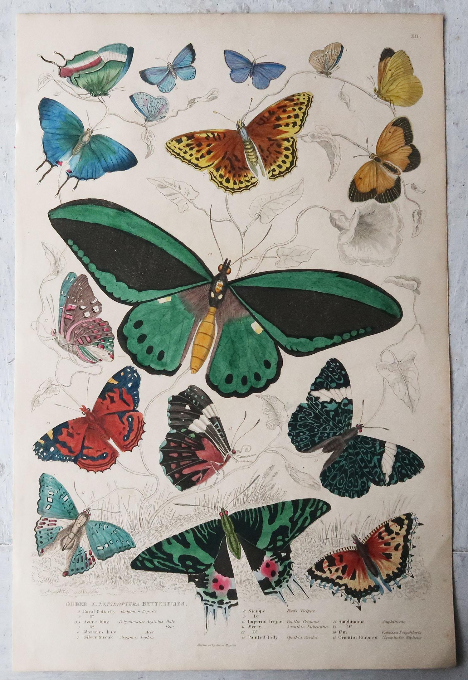 Folk Art Large Original Antique Natural History Print, Butterflies, circa 1835