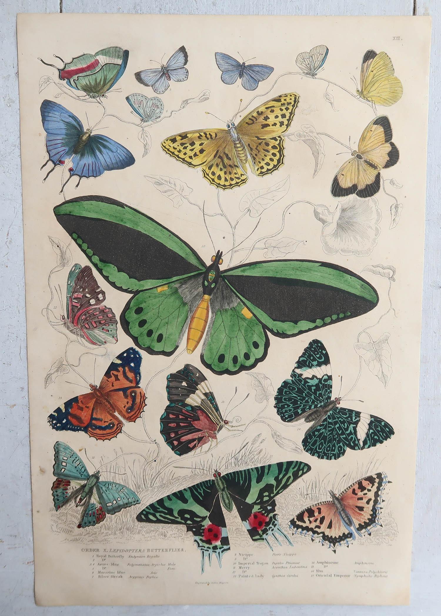 Folk Art Large Original Antique Natural History Print, Butterflies, circa 1835 For Sale