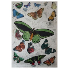 Large Original Antique Natural History Print, Butterflies, circa 1835