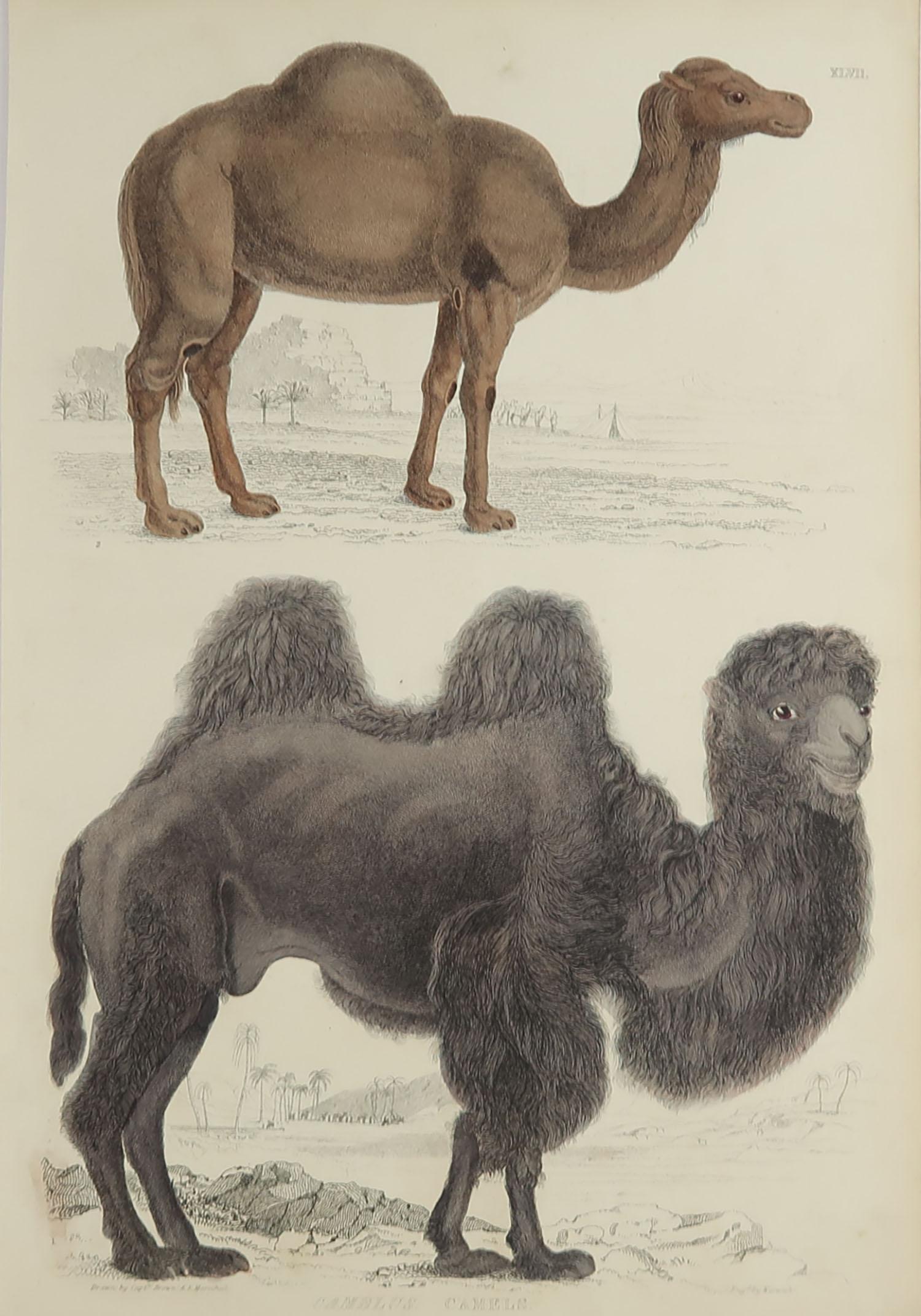 Great image of camels

Unframed. It gives you the option of perhaps making a set up using your own choice of frames.

Lithograph after Cpt. Brown and Marechal with original hand color.

Published circa 1835

Free shipping.




 