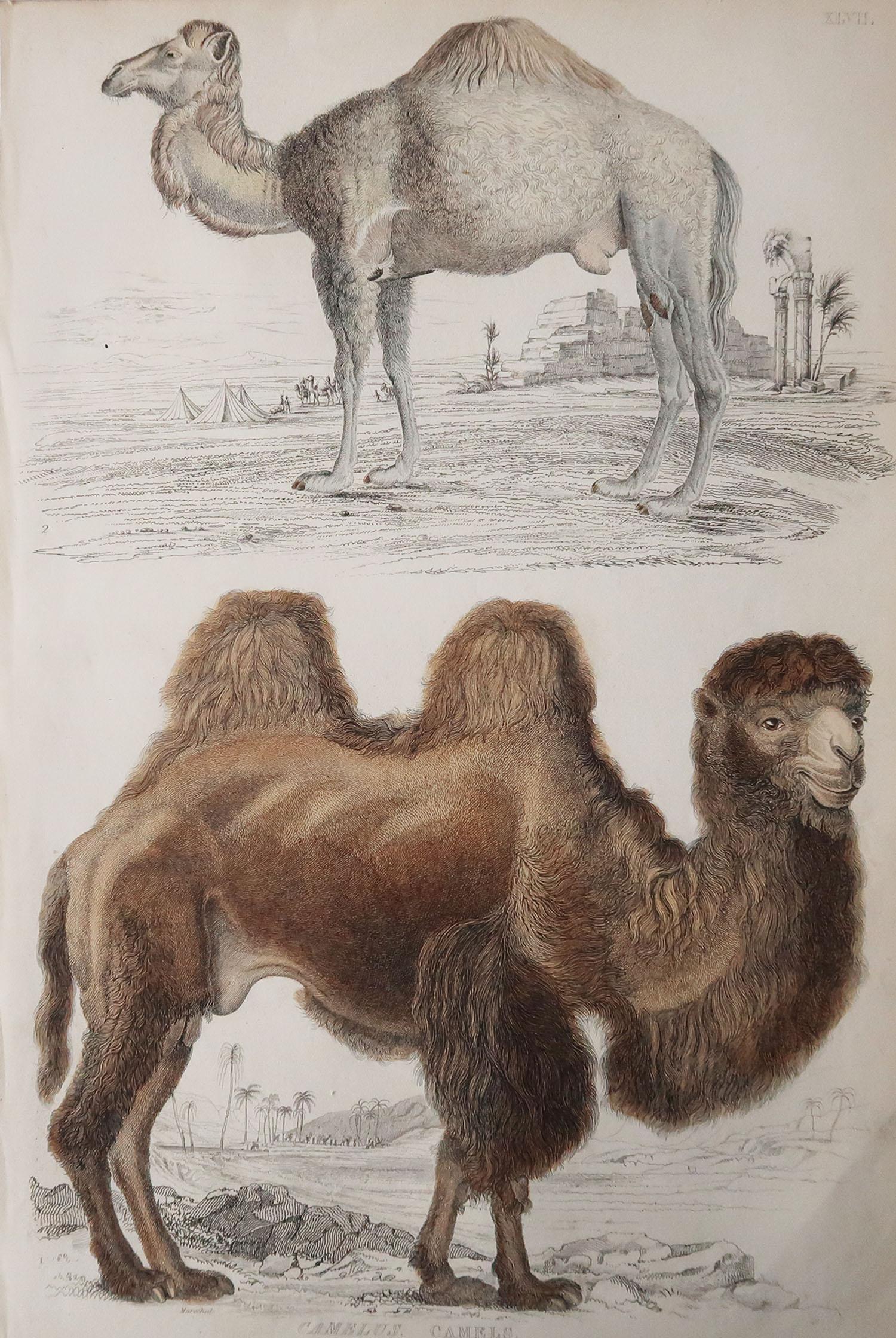 Great image of camels

Unframed. It gives you the option of perhaps making a set up using your own choice of frames.

Lithograph after Cpt. Brown and Marechal with original hand color.

Published circa 1835

Free shipping.




 