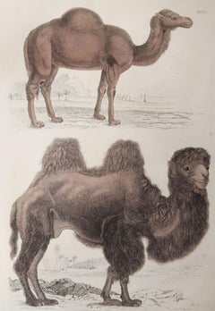 Large Original Antique Natural History Print, Camels, circa 1835