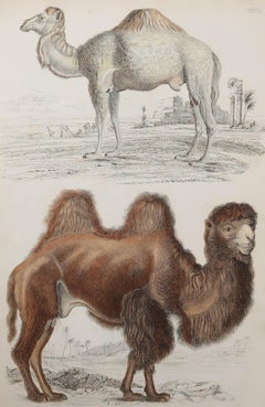 Large Original Antique Natural History Print, Camels, circa 1835