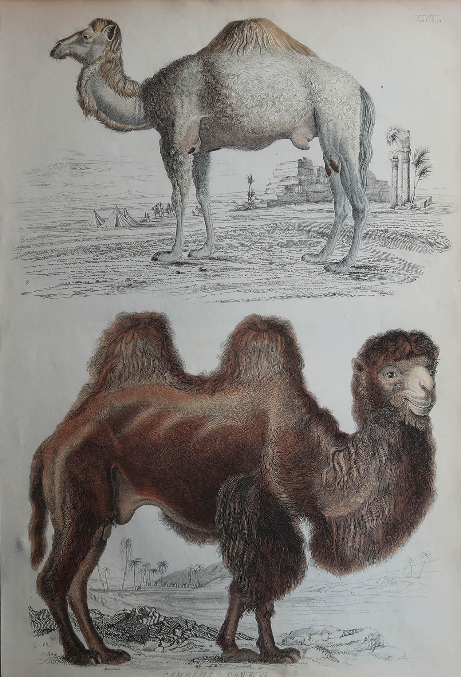 Great image of camels

Unframed. It gives you the option of perhaps making a set up using your own choice of frames.

Lithograph after Cpt. Brown and Marechal with original hand color.

Published circa 1835.

    





