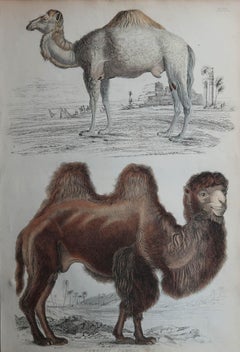 Large Original Antique Natural History Print, Camels, circa 1835