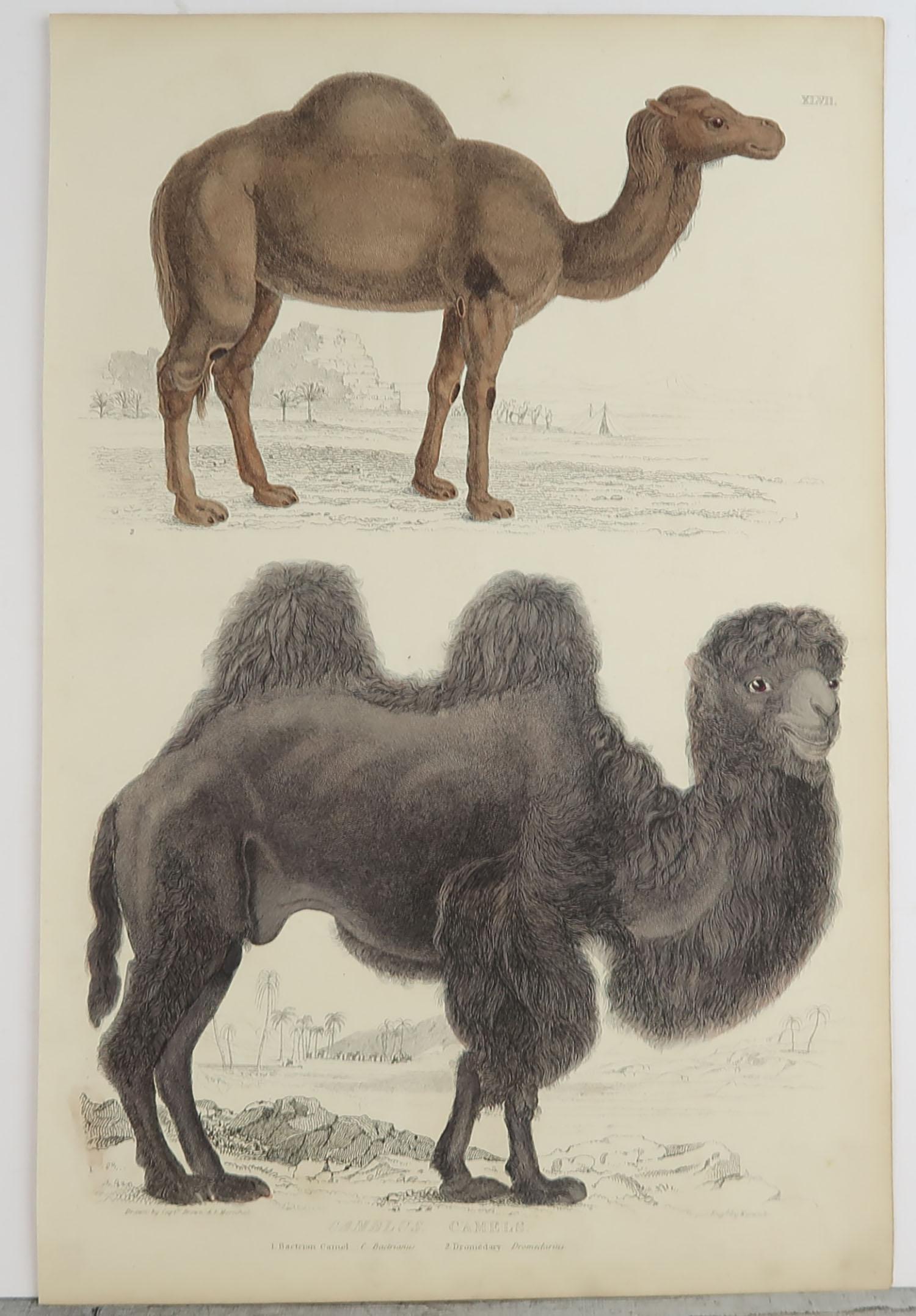 Folk Art Large Original Antique Natural History Print, Camels, circa 1835