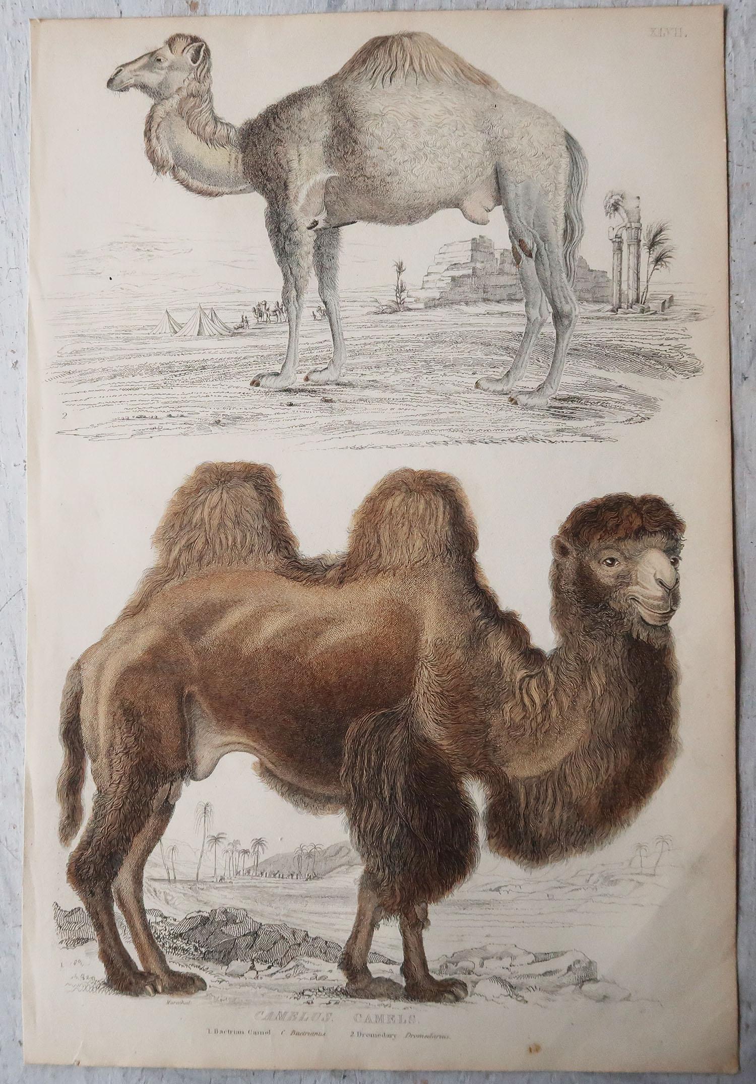 English Large Original Antique Natural History Print, Camels, circa 1835