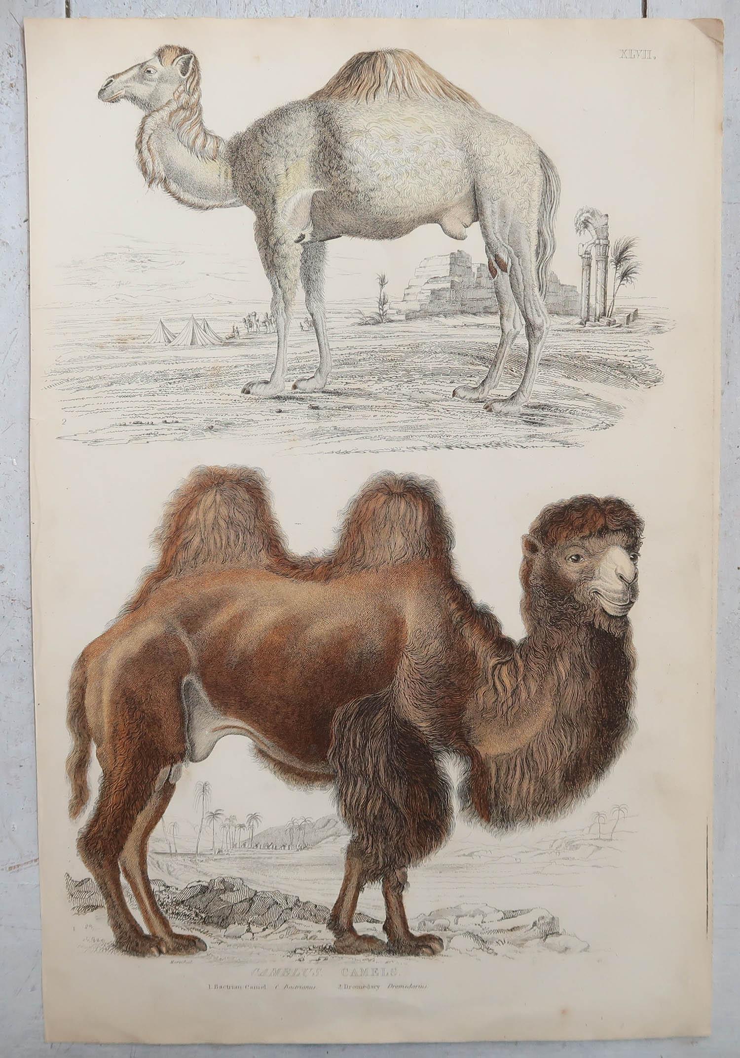 camel history