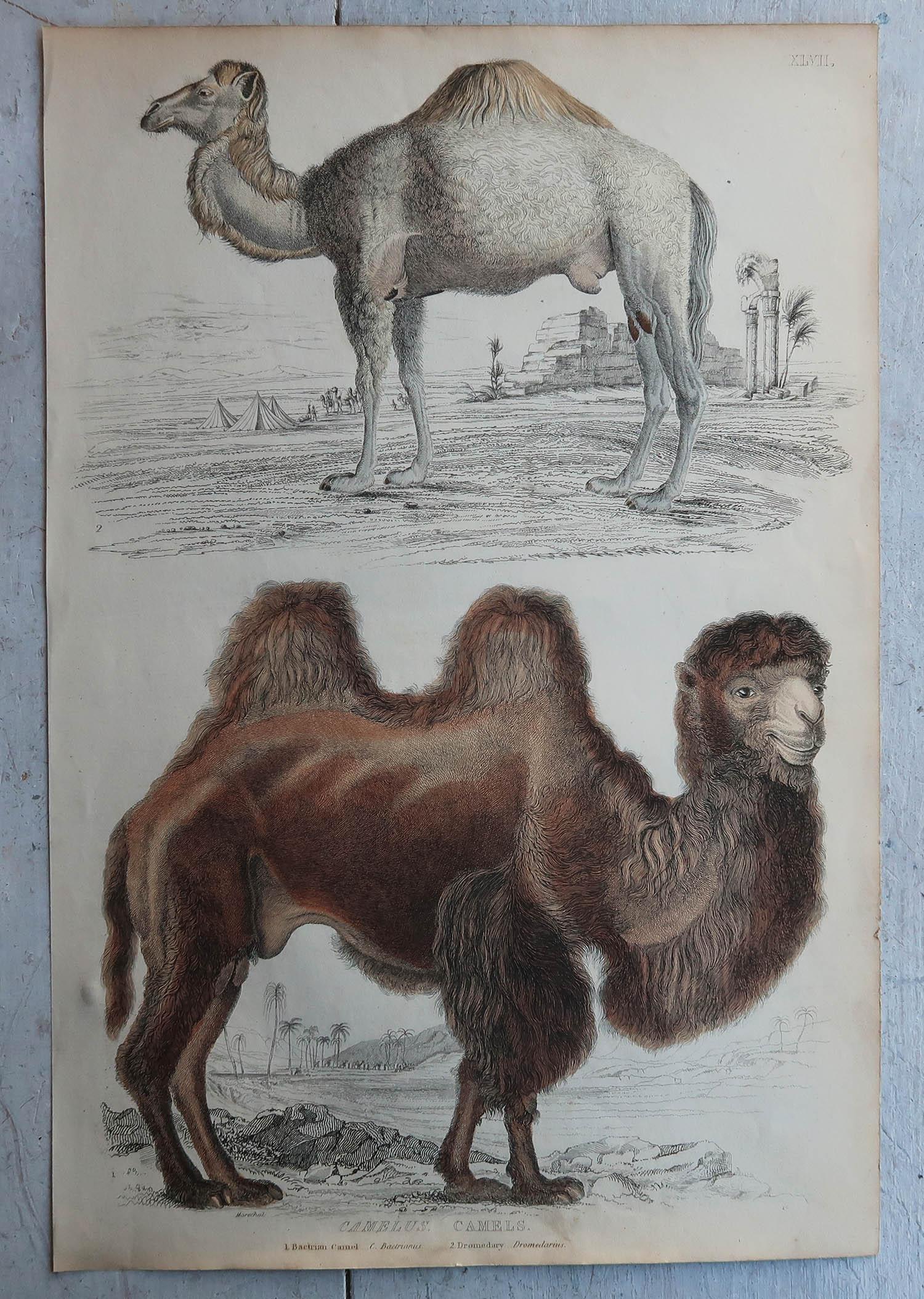 English Large Original Antique Natural History Print, Camels, circa 1835 For Sale