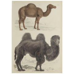 Large Original Antique Natural History Print, Camels, circa 1835