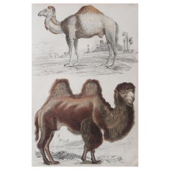 Large Original Antique Natural History Print, Camels, circa 1835