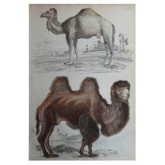 Grande estampe originale ancienne d'histoire naturelle, camels, datant d'environ 1835
