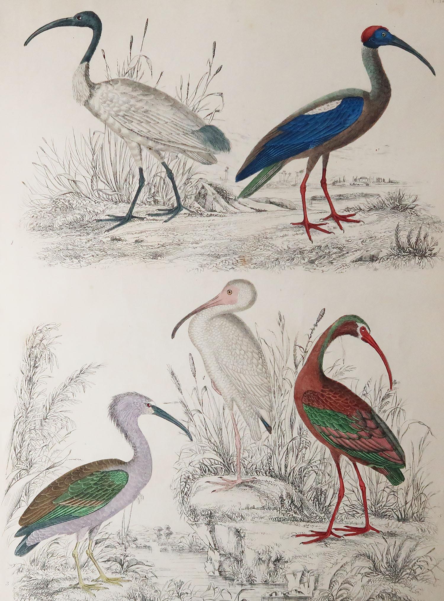 Great image of cranes

Unframed. It gives you the option of perhaps making a set up using your own choice of frames.

Lithograph after Cpt. Brown and Marechal with original hand color.

Published circa 1835

Free shipping.




