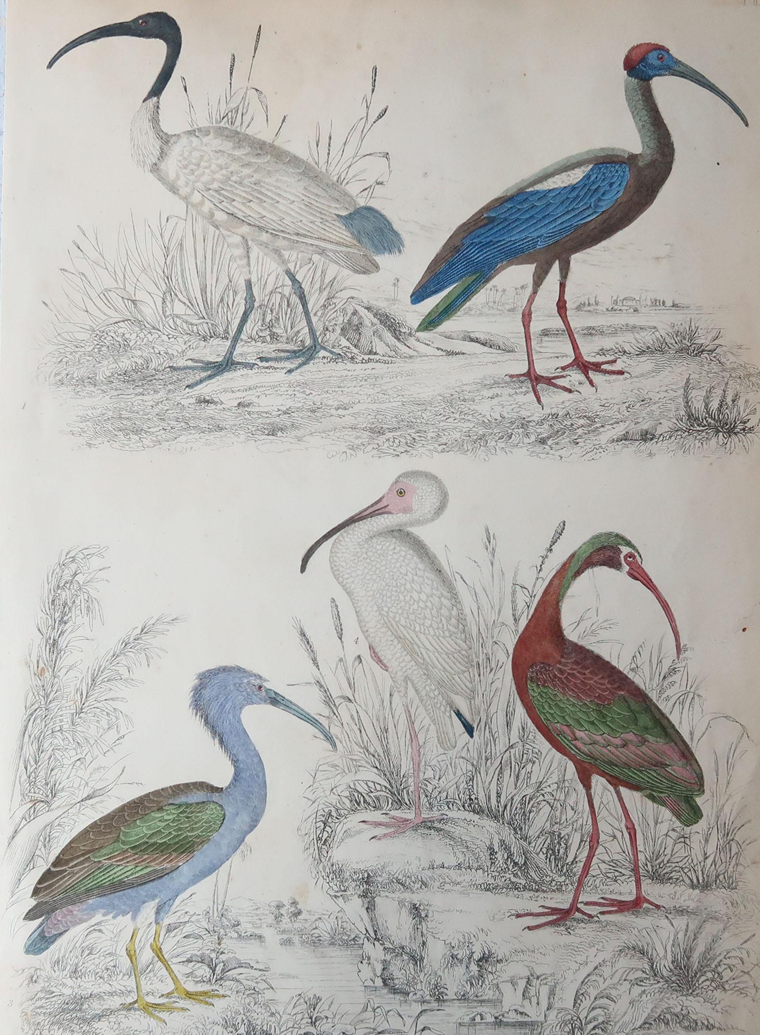 Great image of cranes

Unframed. It gives you the option of perhaps making a set up using your own choice of frames.

Lithograph after Cpt. Brown and Marechal with original hand color.

Published circa 1835

Free shipping.




