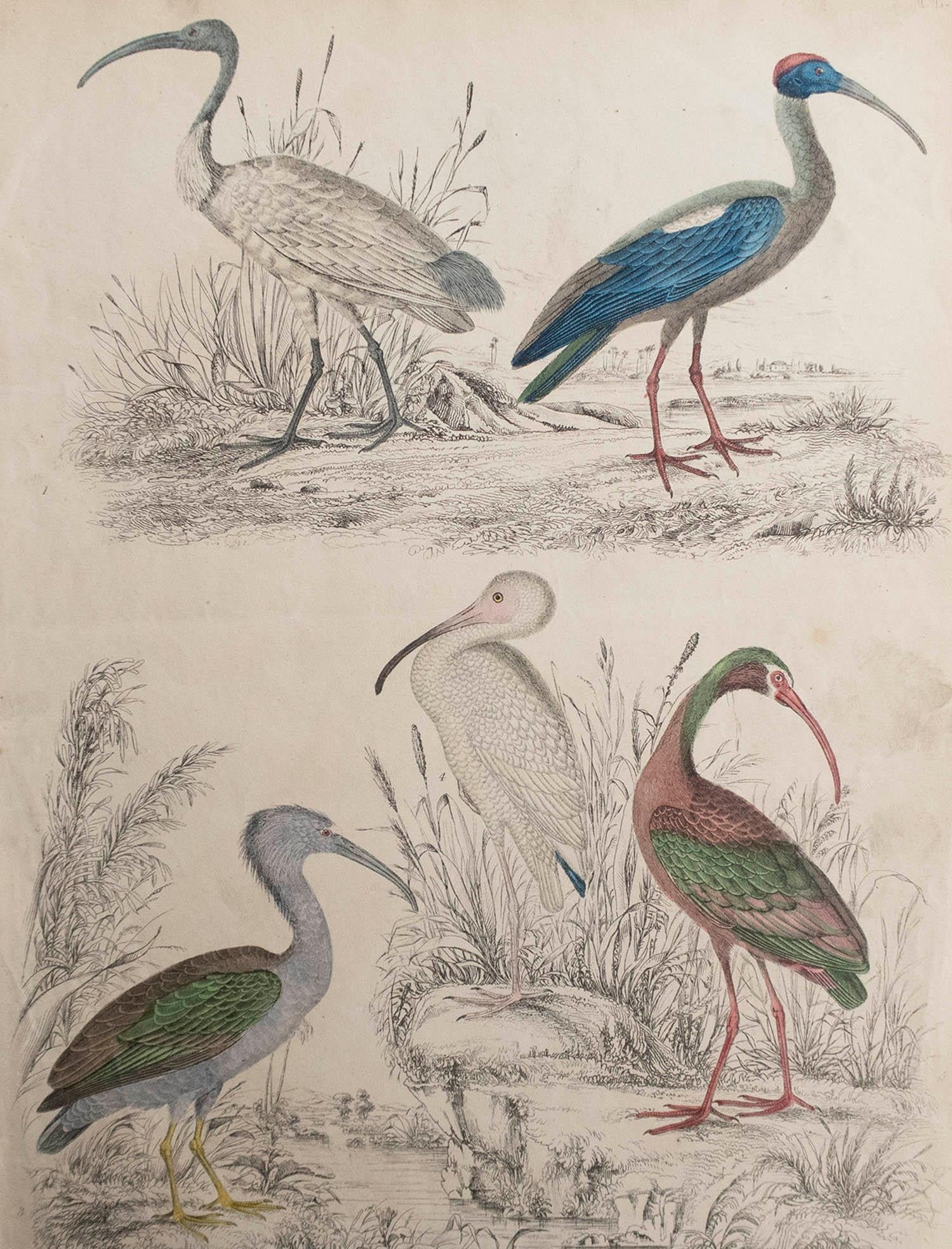 Great image of cranes

Unframed. It gives you the option of perhaps making a set up using your own choice of frames.

Lithograph after Cpt. Brown and Marechal with original hand color.

Published circa 1835

Free shipping.




