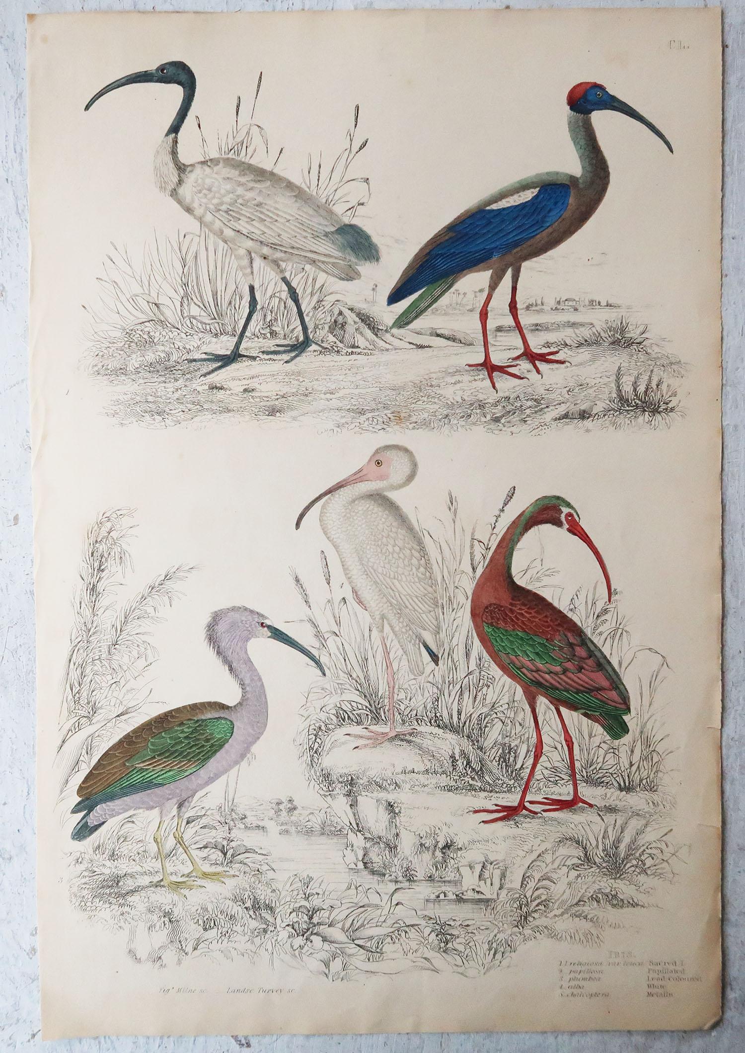 Folk Art Large Original Antique Natural History Print, Cranes, circa 1835