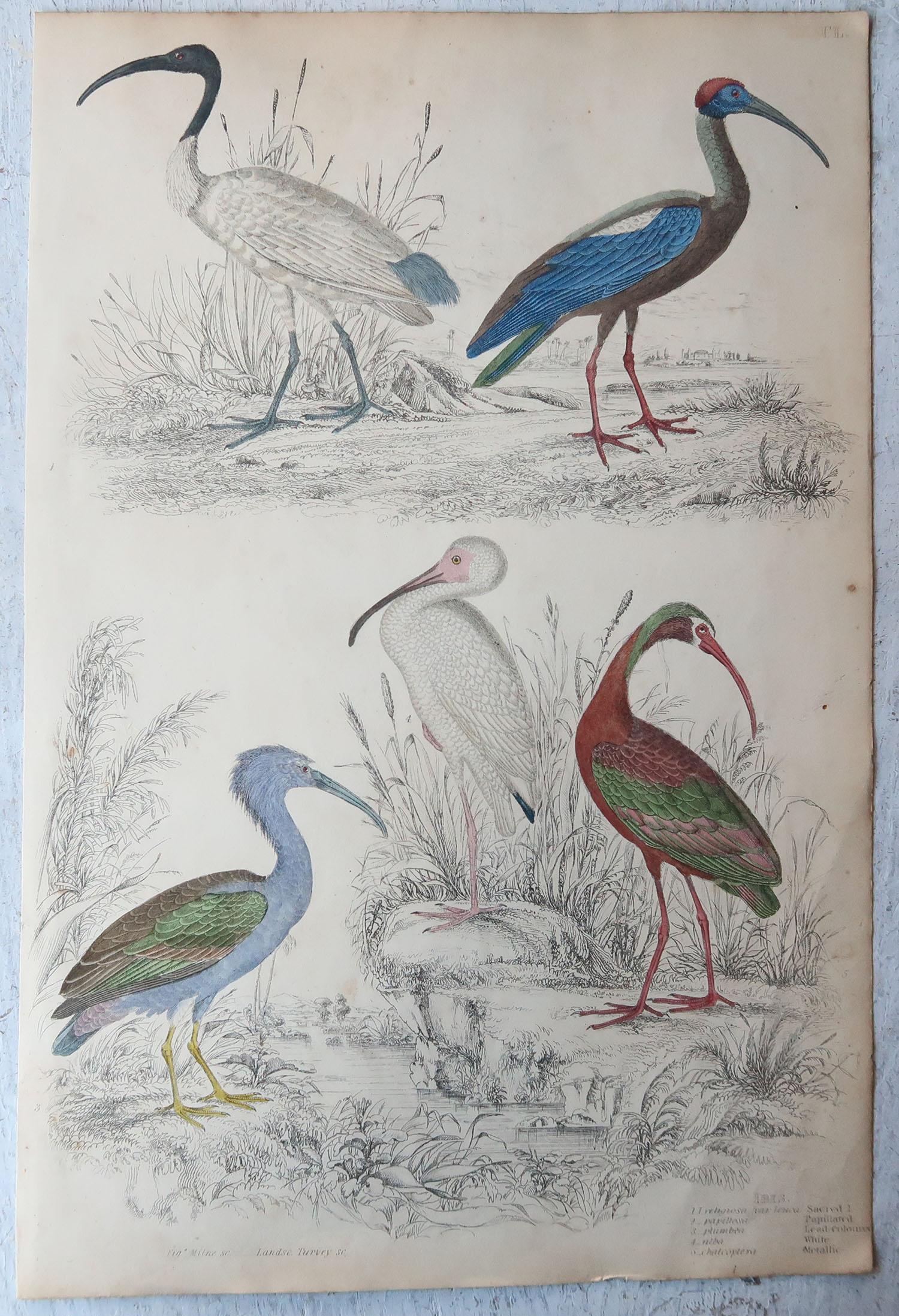 Folk Art Large Original Antique Natural History Print, Cranes, circa 1835 For Sale